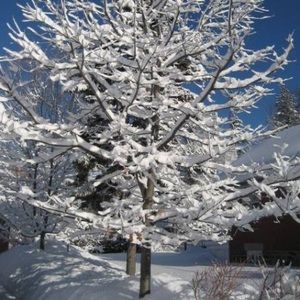 Meet your Posher, Carol